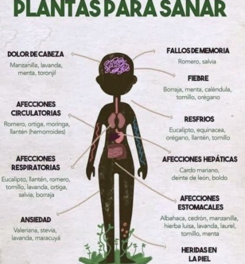 plantas para sanar